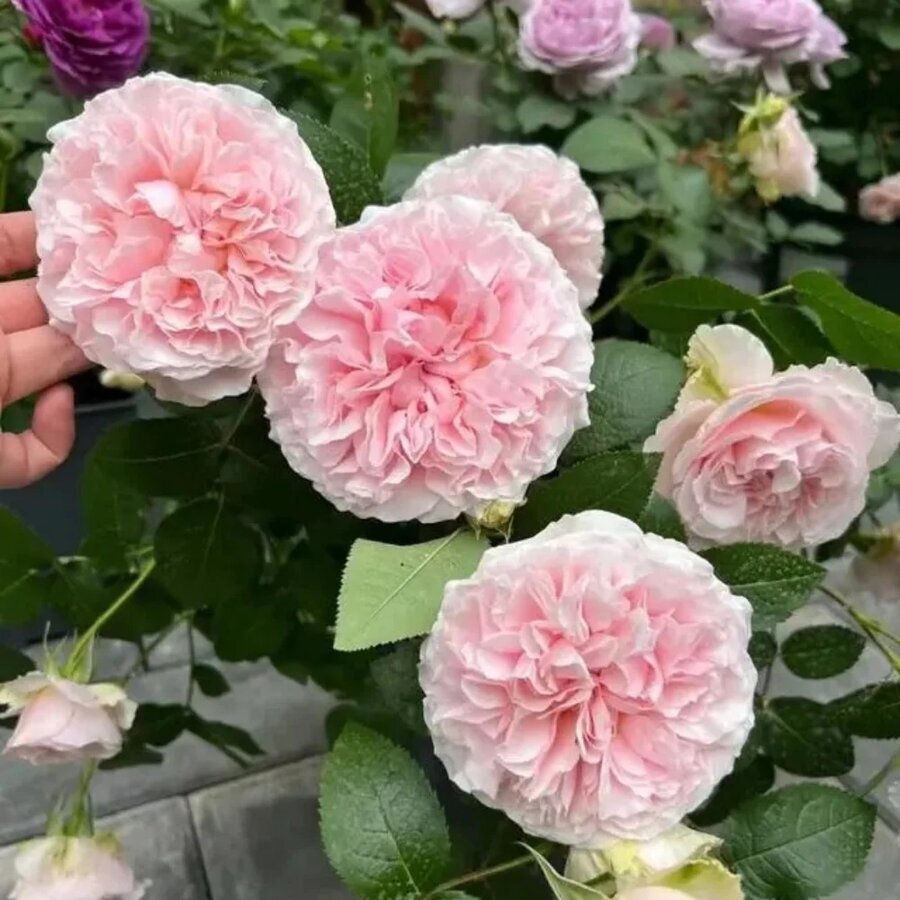 Miranda Rose 5