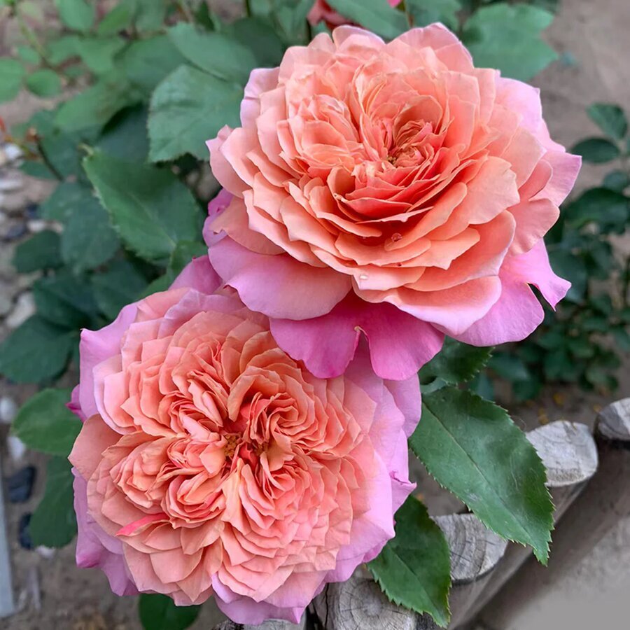Miyabi HighgardenRoses 4