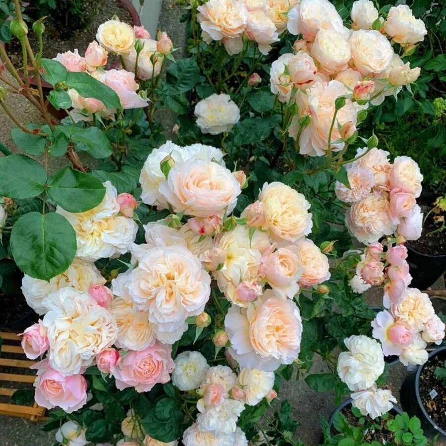 Moonlight in Paris Rose2 1