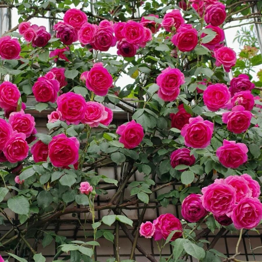 ParadeRosePlant3