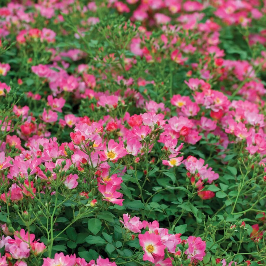 Pink Drift Blooms 008 scaled