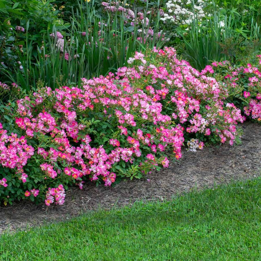 Pink Drift Rose 3 FGT