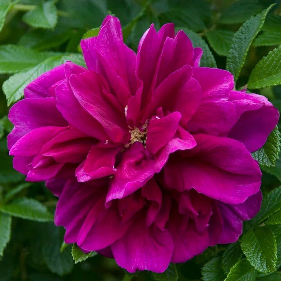 RHS HYD0000459 10771