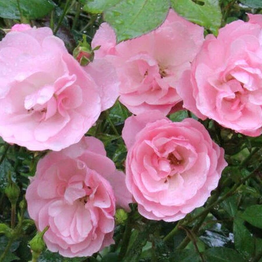 ROSA BONICA82 MEIDOMONAC