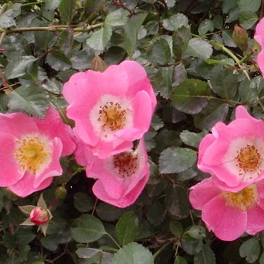 ROSA CAREFREEDELIGHT MEIPOTAL