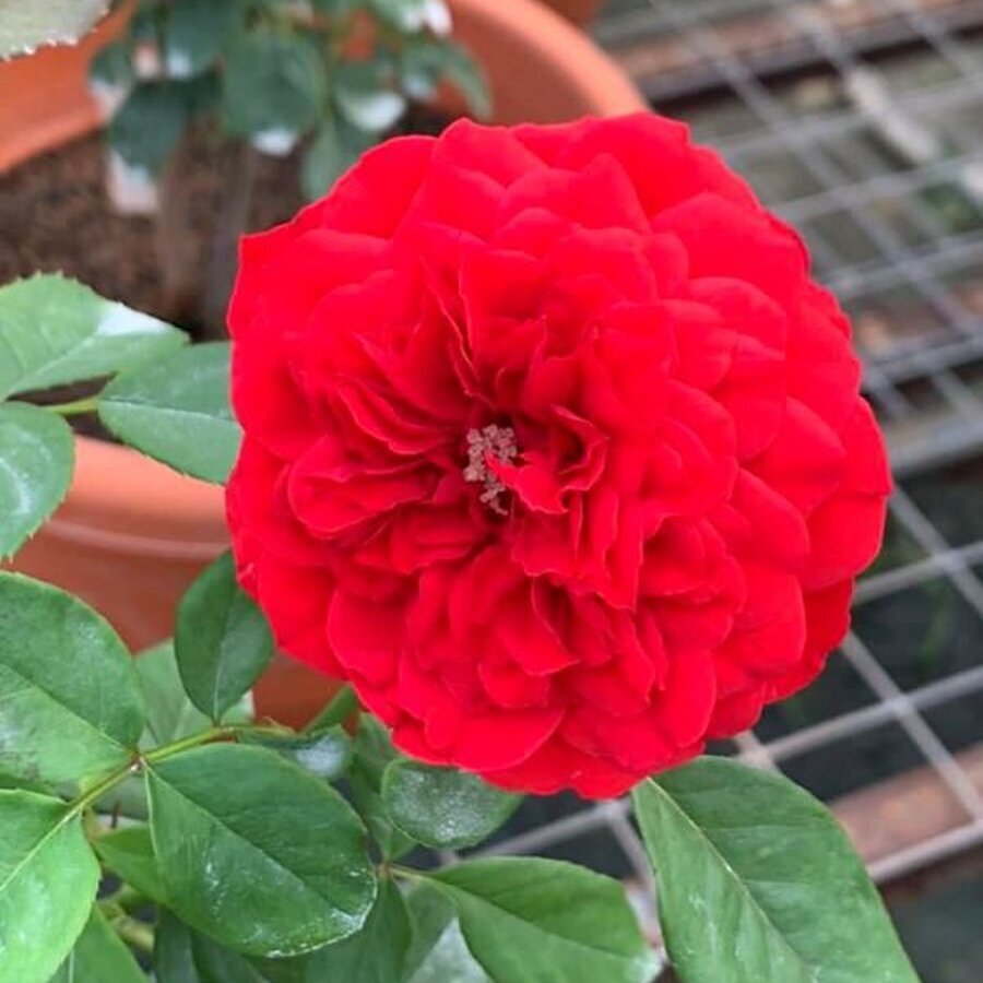 Red Apple Rose Plant TJG 600x800 1