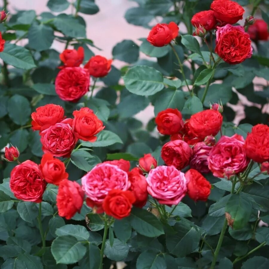 RedAppleRose06