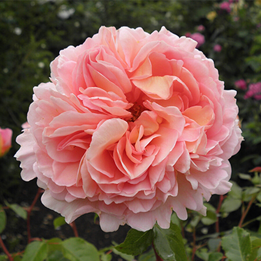 Rosa Abraham Derbi