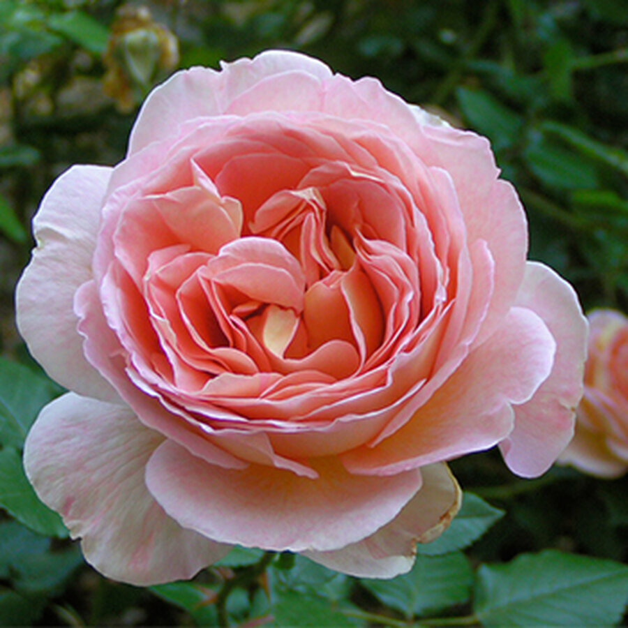 Rosa Abraham Derbi5