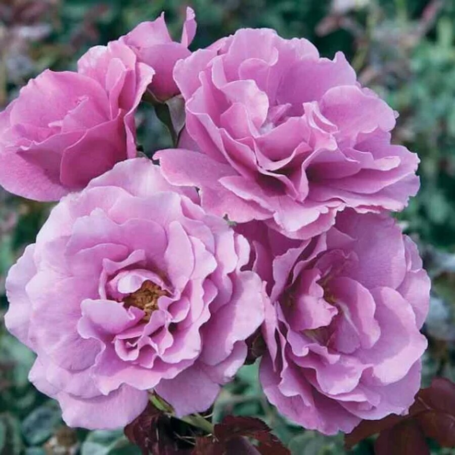 Rosa Angel Face 745x533 1