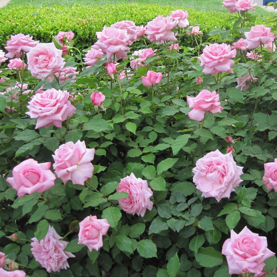 Rosa Belindas Dream Belindas Dream Shrub Rose