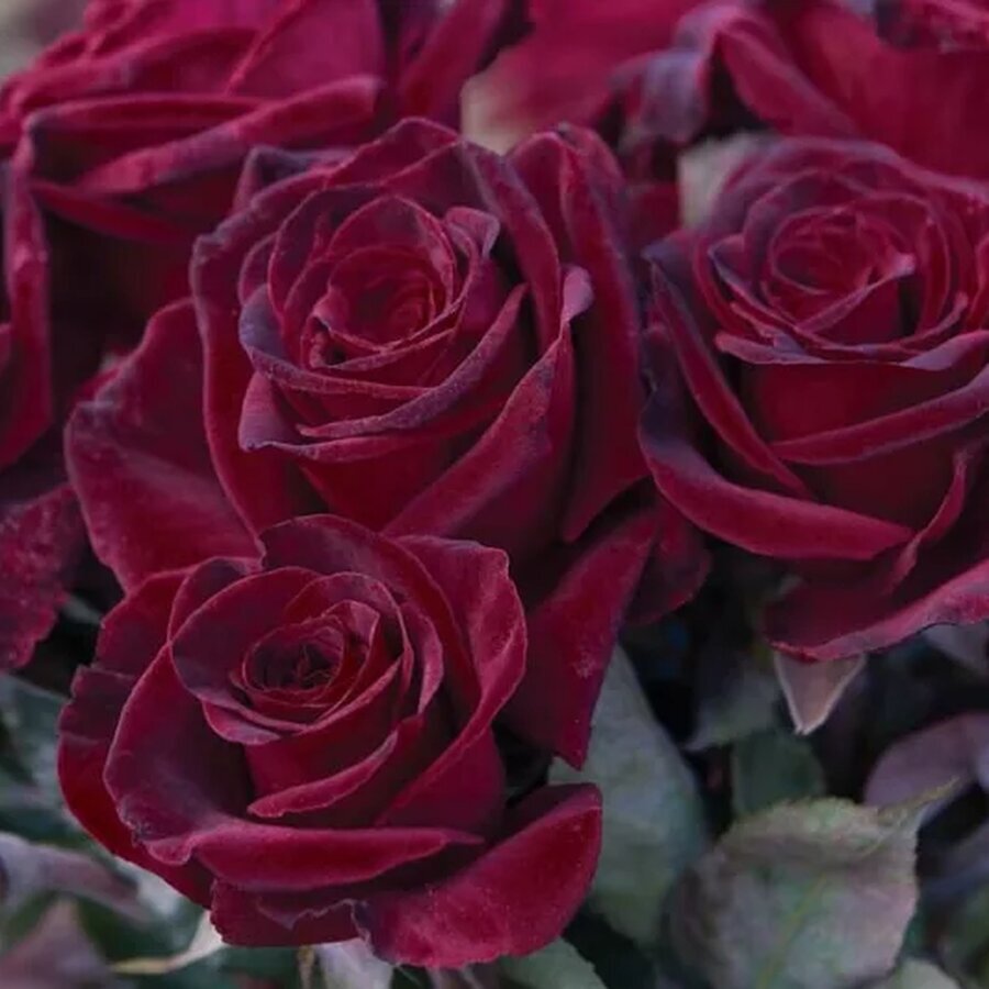 Rosa Black Baccara 747x533 1