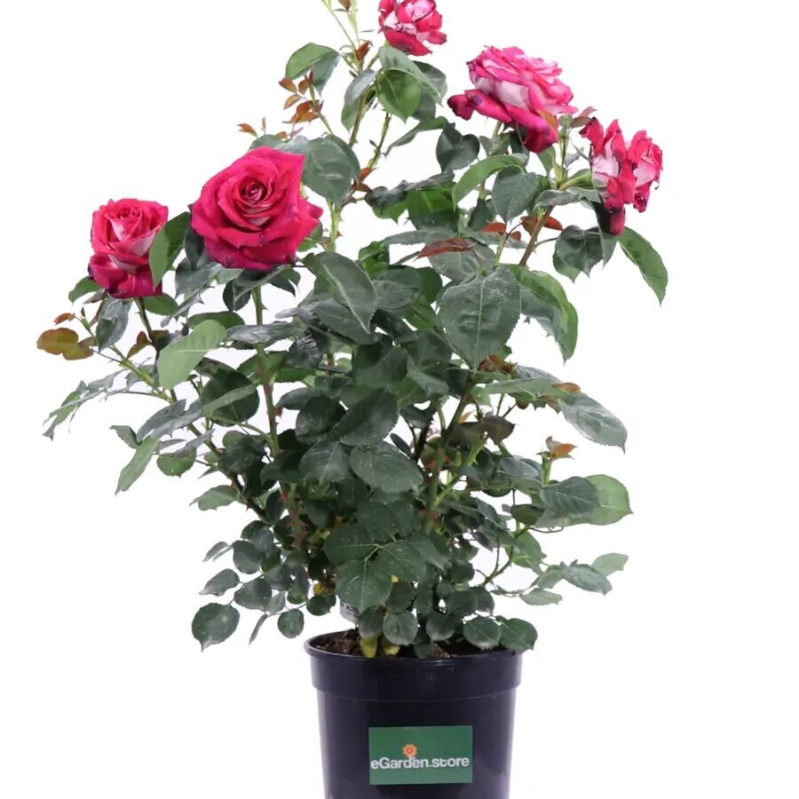 Rosa Meilland Monica Bellucci v20 egarden.store 1