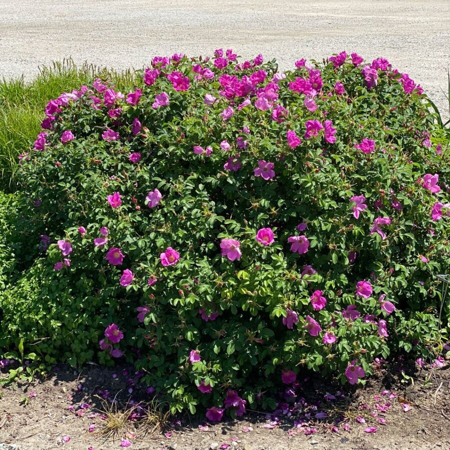 Rosa Raspberry Rugostar