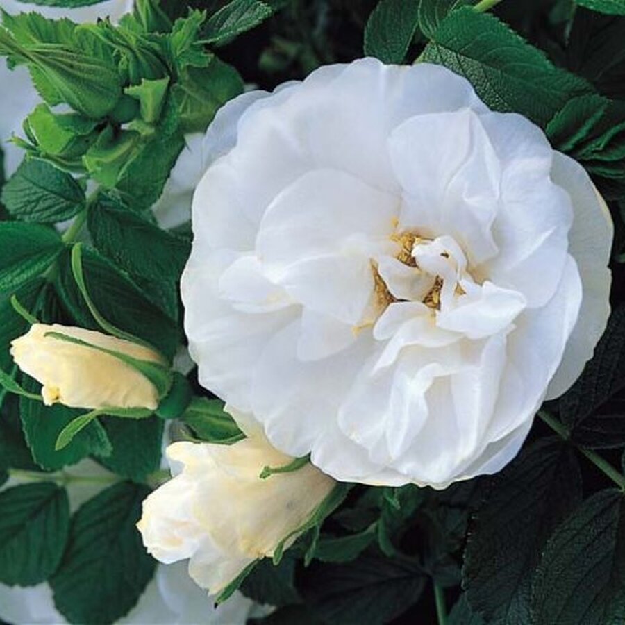 Rosa Rugosa Blanc Double de Coubert 780x520 1