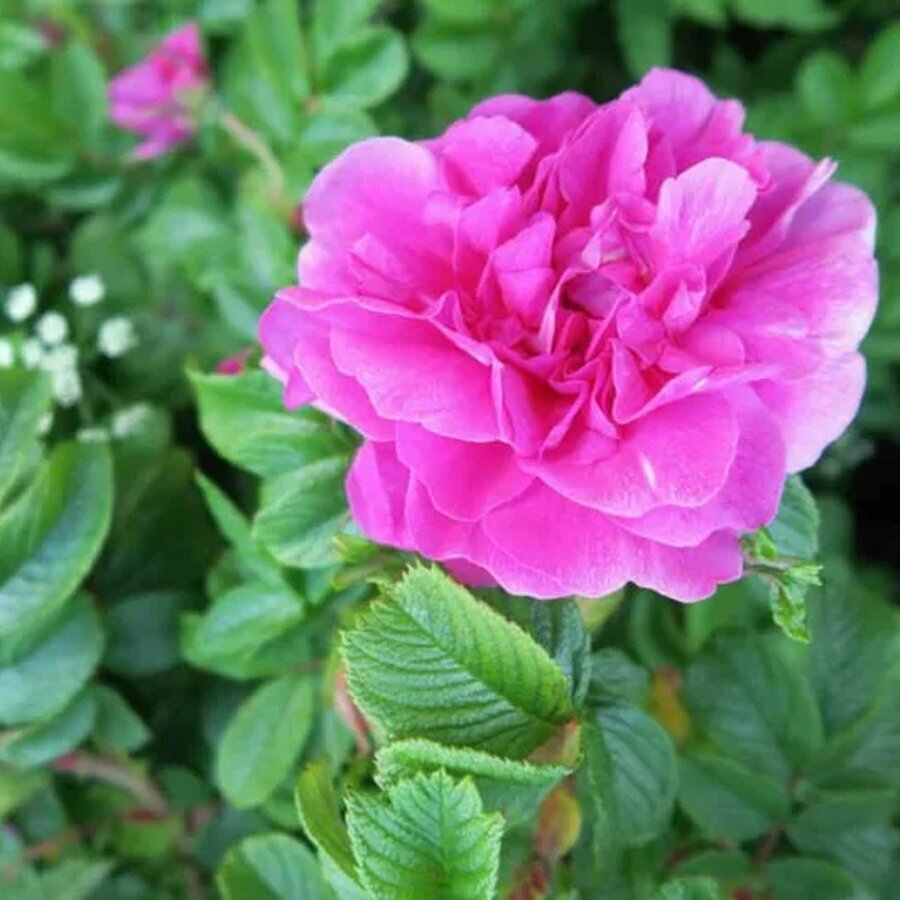 Rosa Rugosa Hansa 723x533 1