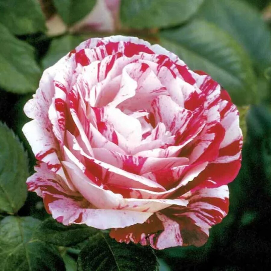 Rosa Scentimental 680x533 1