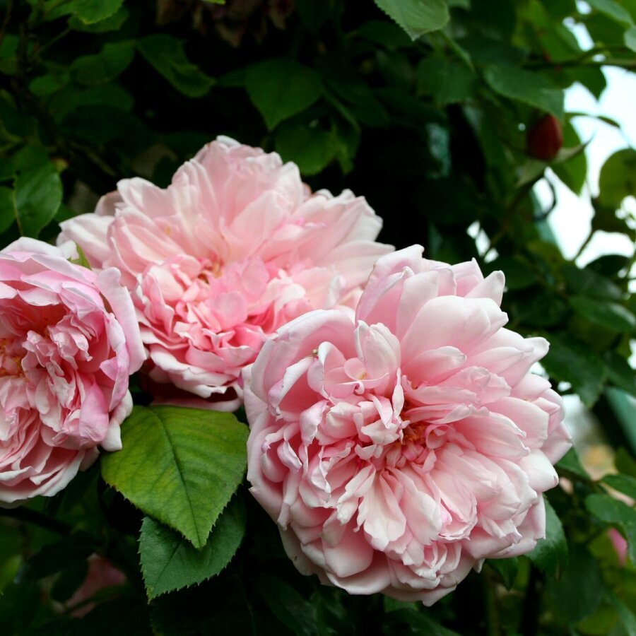 Rosa Albertine Giverny04 scaled