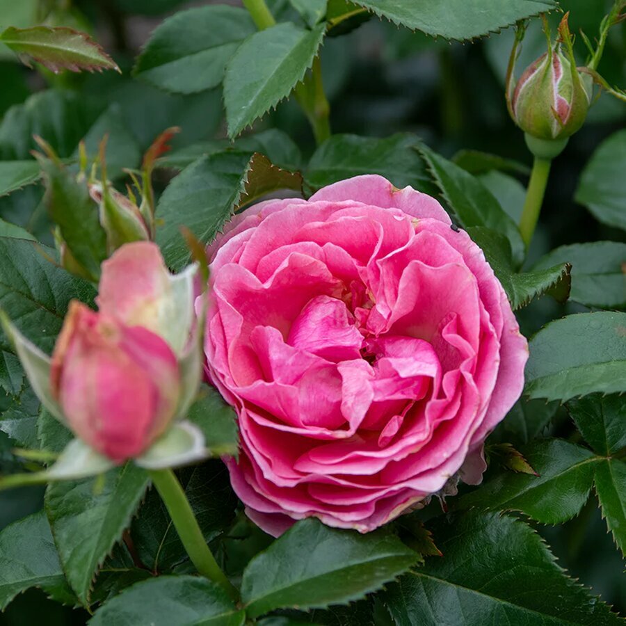 Rosa All Dressed Up 05721 WEB