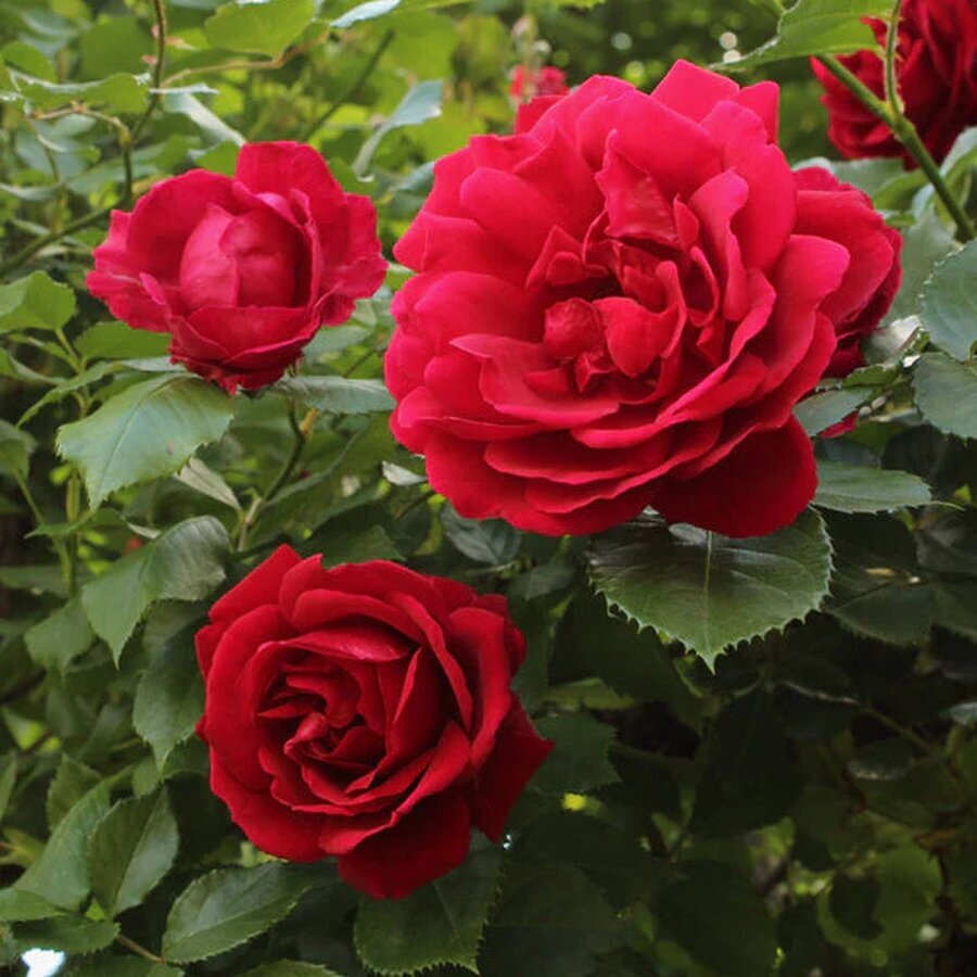 Rosa Blaze Superior grande 9be7393b 5a20 4f3a b84c 6ed05073d328