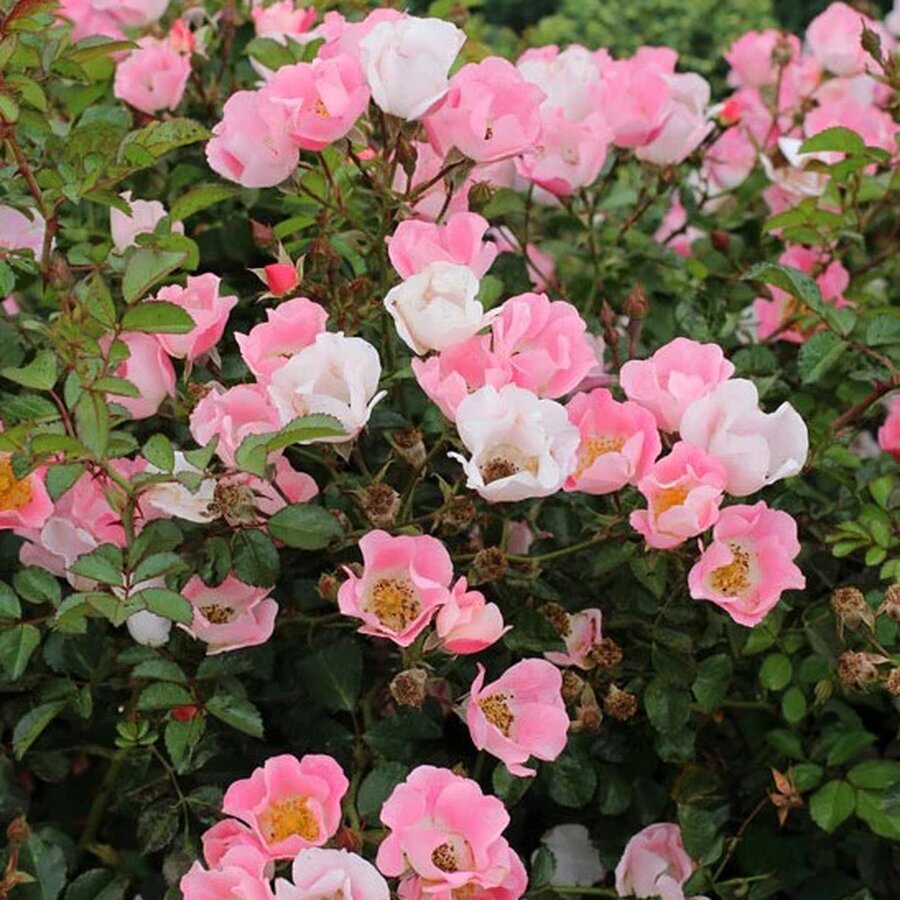 Rosa CarefreeDelight