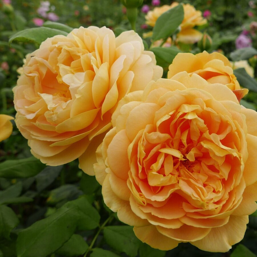 Rosa Golden Celebration David Austin 01 scaled