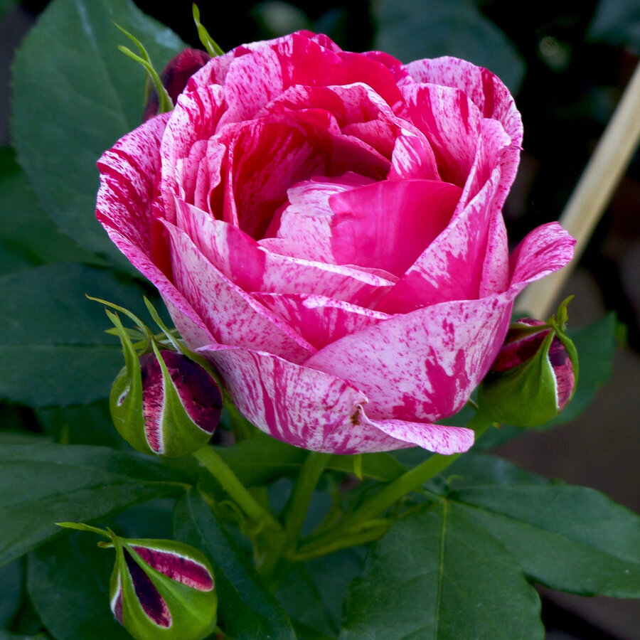 Rosa Henri Matisse 03 scaled