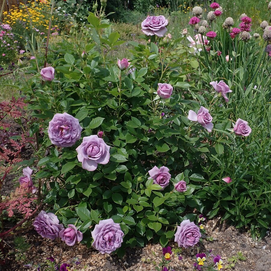 Rosa Lavender Flower Circus 2022 06 15 1323