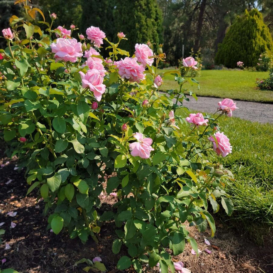 Rosa Memorial Day 20240823 102131 1