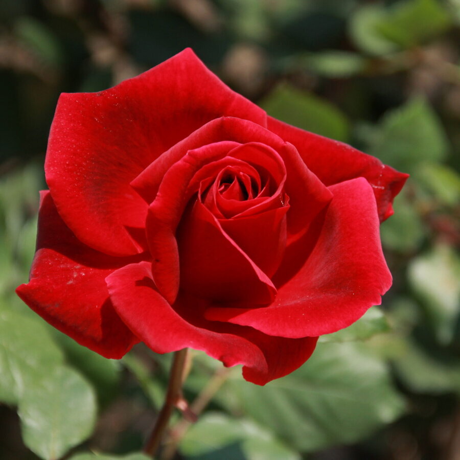 Rosa Mister Lincoln 1964 scaled