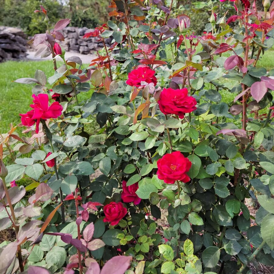 Rosa Mister Lincoln 20240823 100344 2
