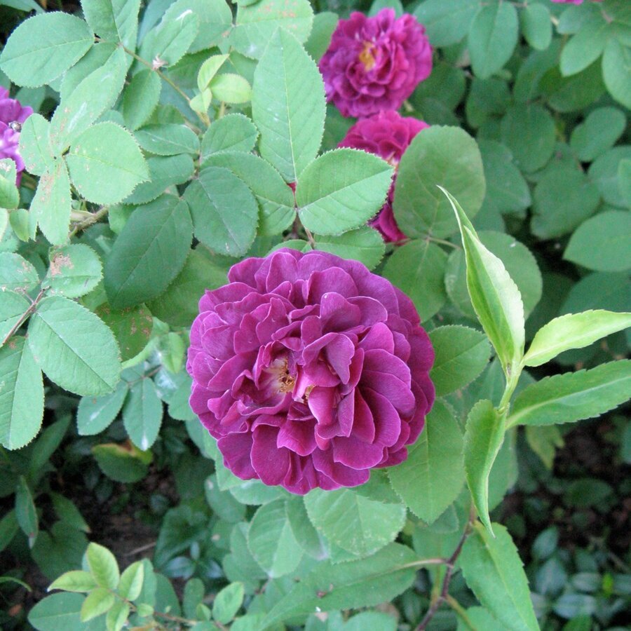 Rosa Tuscany Superb 2