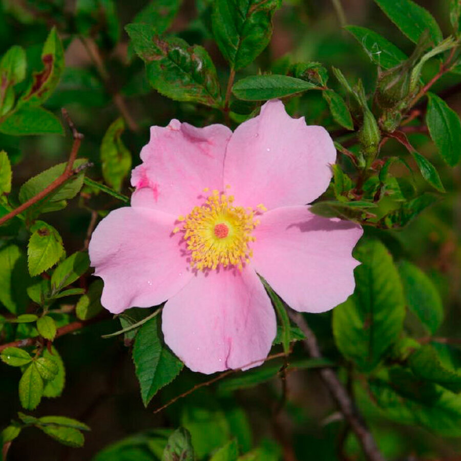 Rosa palustris MalcolmManners CCBY2.0 2