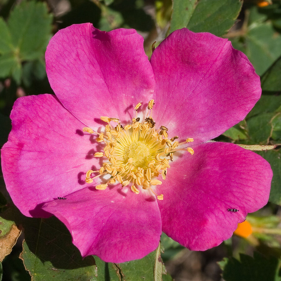 Rosawoodsii