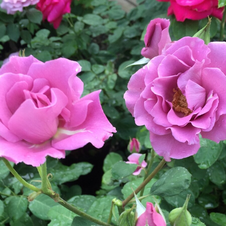 Rose Angel Face1