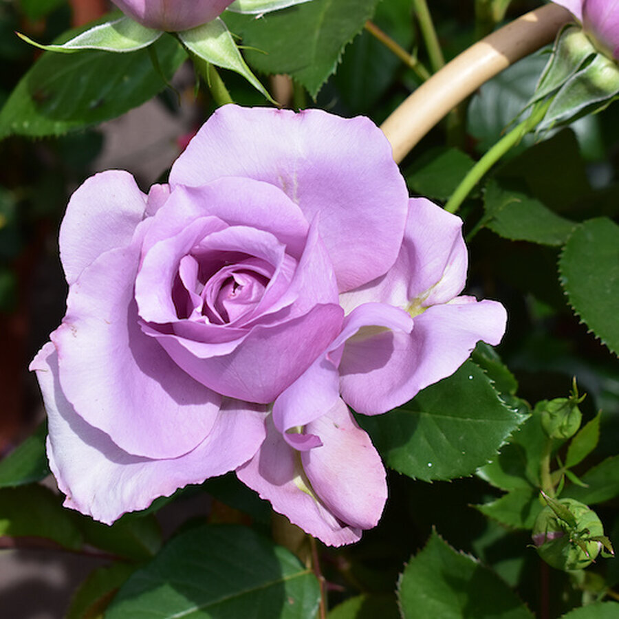Rose Angel Face Rose