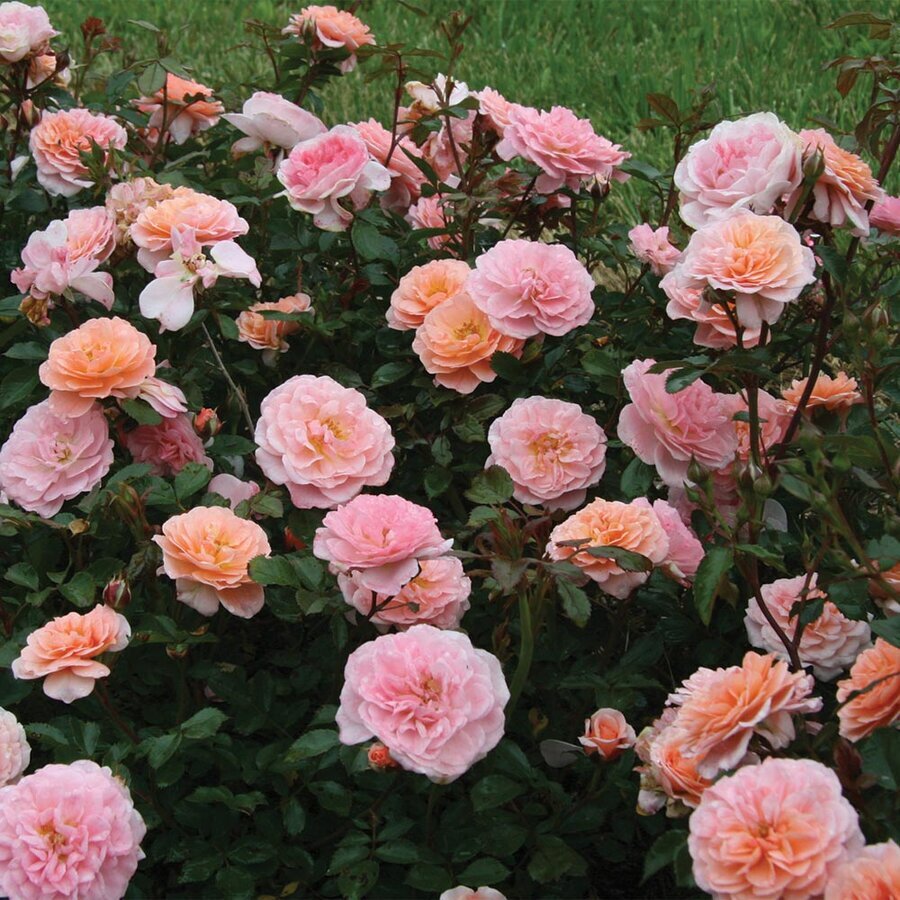 Rose Apricot Drift