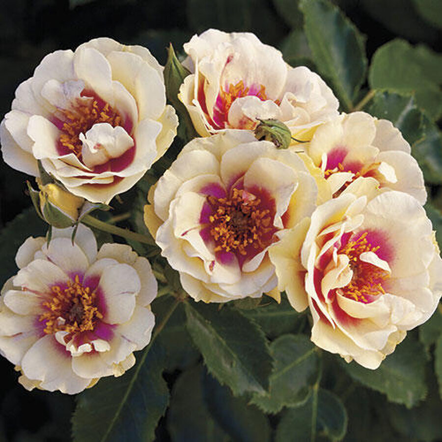Rose Bulls Eye compress compress