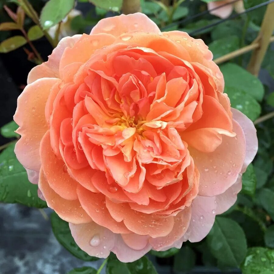 Rose Carding Mill David Austin Rose 1