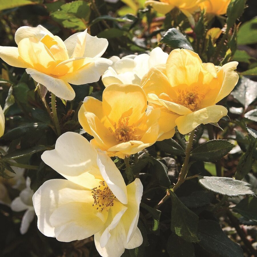Rose Sunny Knockout50 2 2021