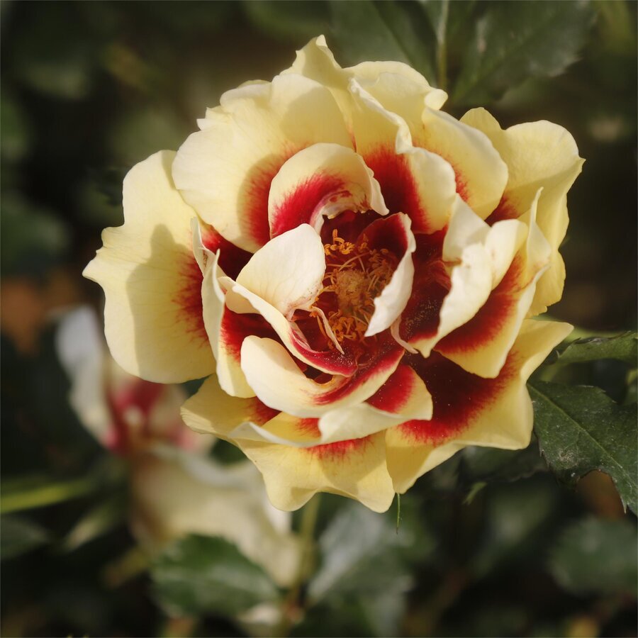 Rose Sunset Babylon Eyes 1 scaled 1
