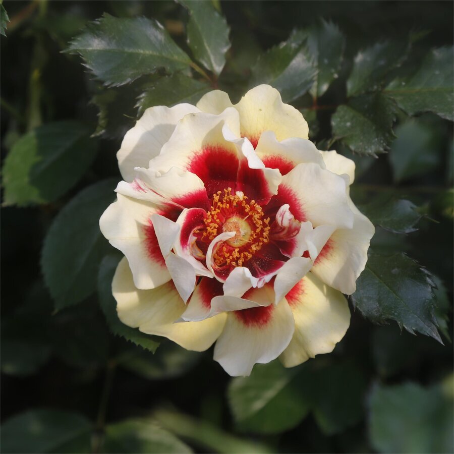 Rose Sunset Babylon Eyes 2 scaled 1