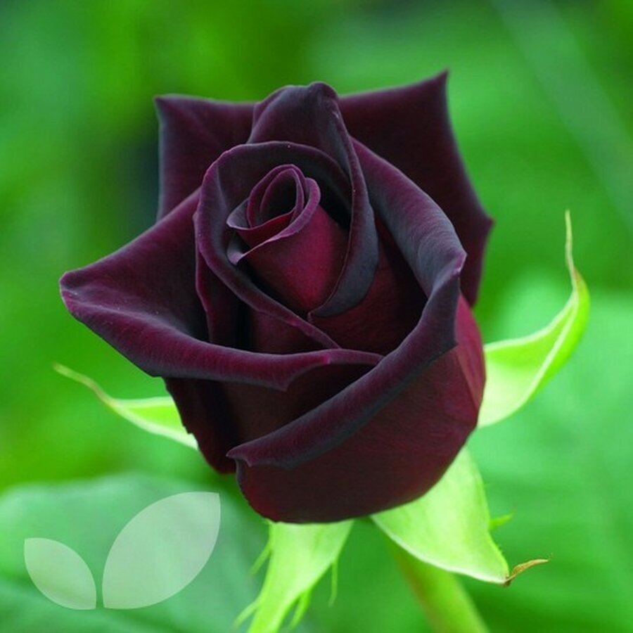 RoseBlackBaccara