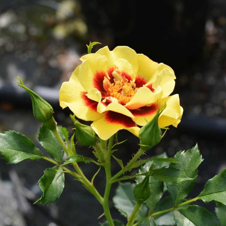 Rose Sunset Babylon Eyes 02