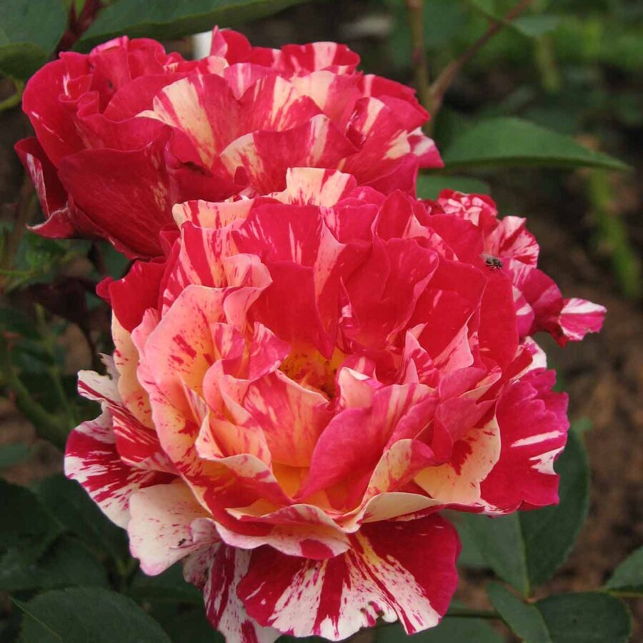 Rosier Maurice Utrillo