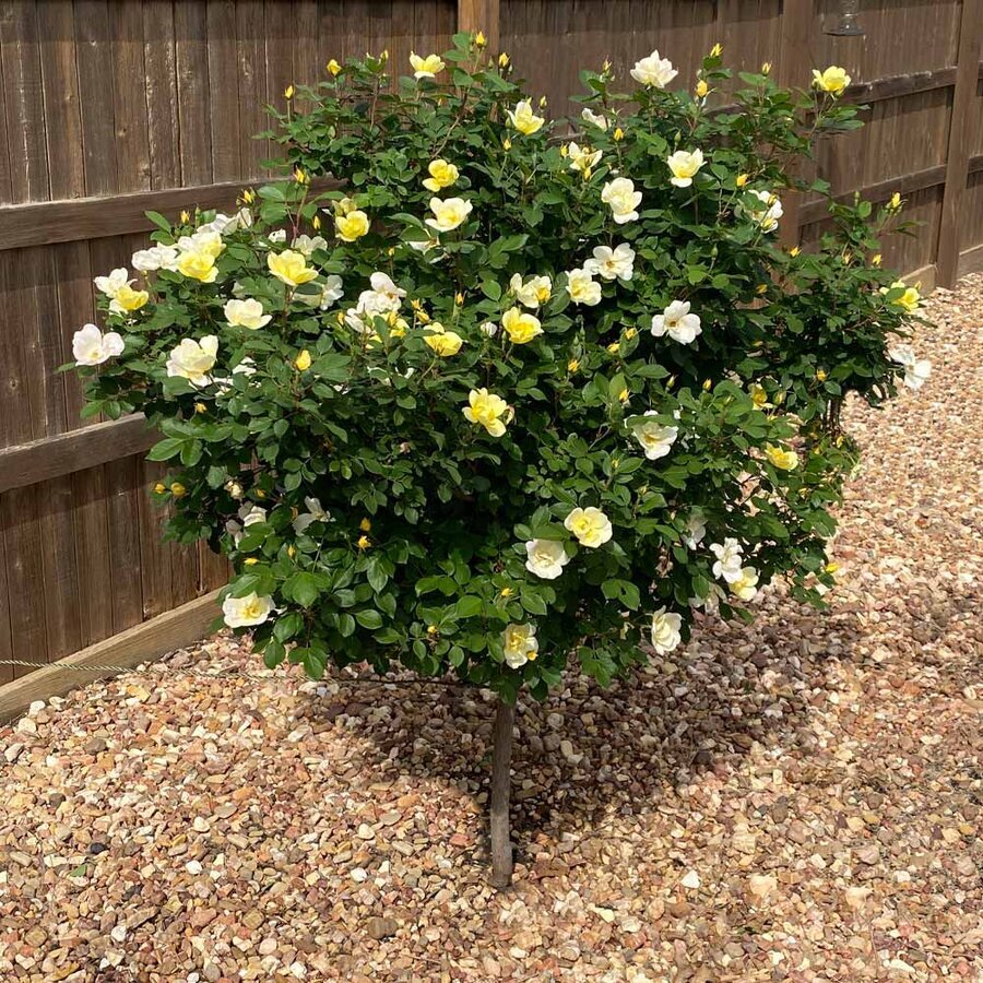 SUnny knockout Rose Tree 2 BB