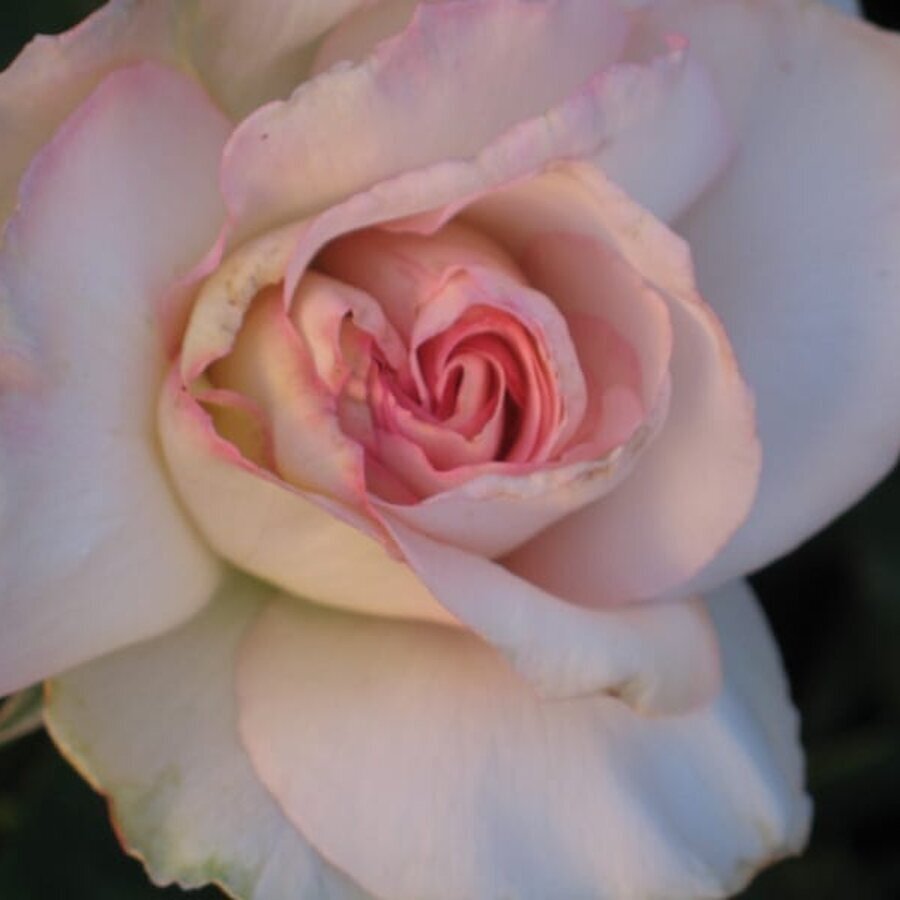 Sheer Bliss09T s