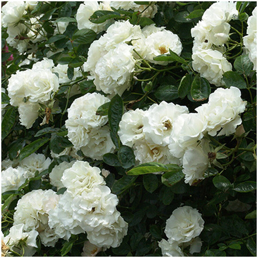 Summer Snow Cl2