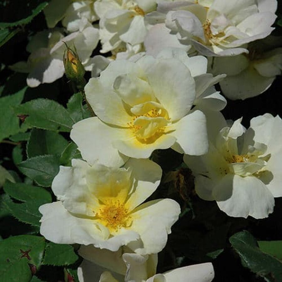 Sunny Knock Outreg Rose 500x500 1
