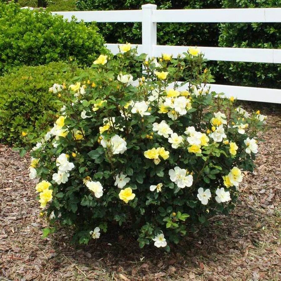 Sunny Knock Out C2 AE Rose grande